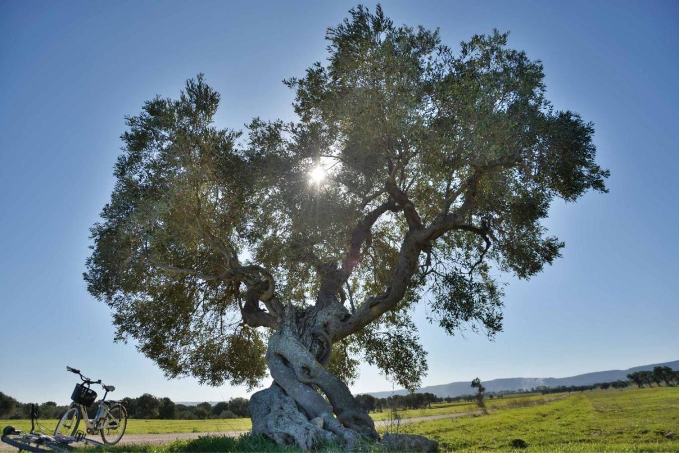Masseria San Lorenzo Resort Fasano Eksteriør bilde