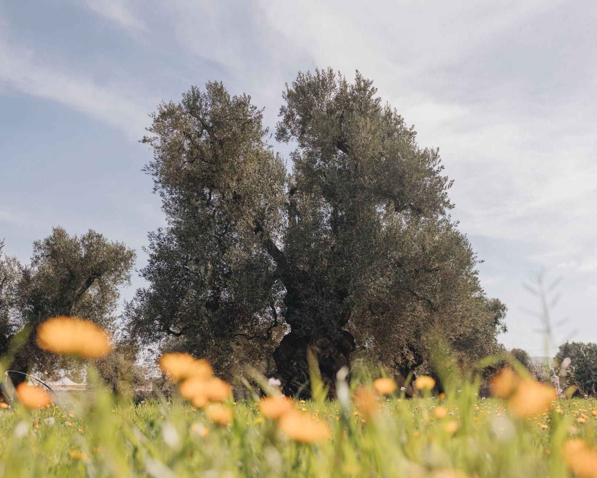 Masseria San Lorenzo Resort Fasano Eksteriør bilde