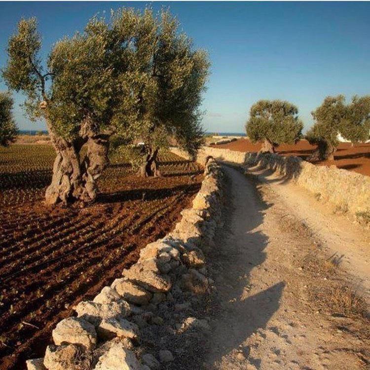 Masseria San Lorenzo Resort Fasano Eksteriør bilde