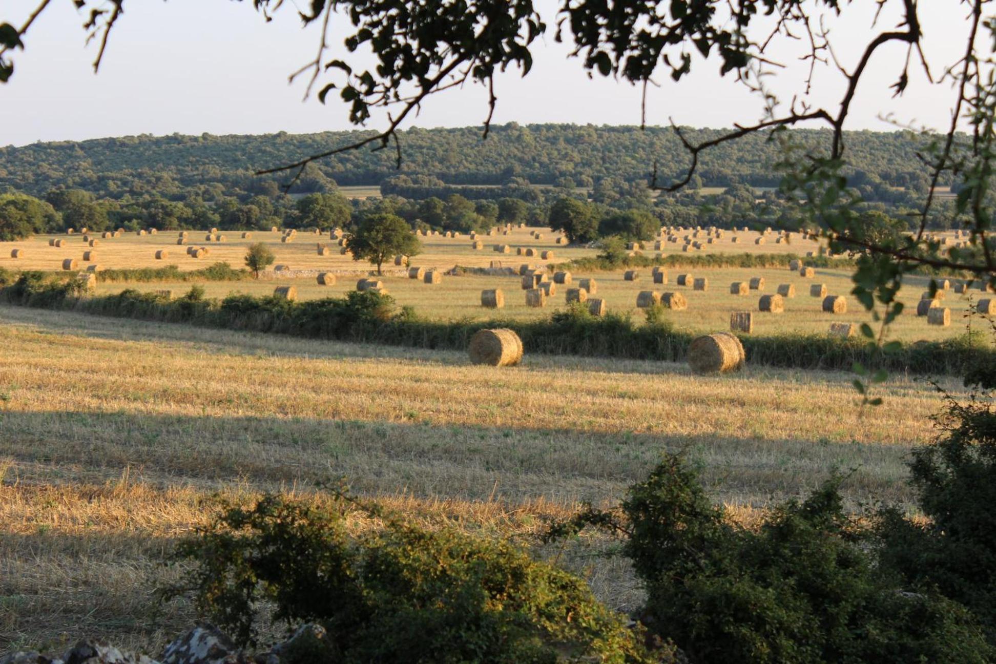 Masseria San Lorenzo Resort Fasano Eksteriør bilde