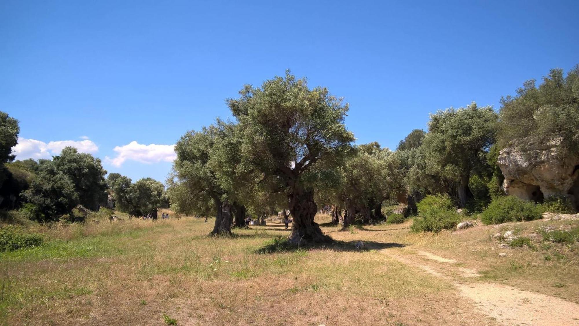 Masseria San Lorenzo Resort Fasano Eksteriør bilde